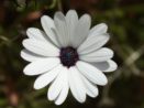 Lení Osteospermum