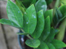 zamioculcas