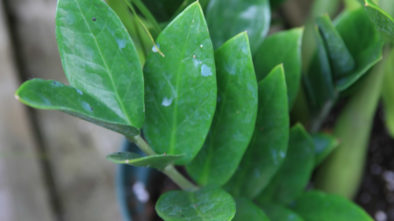 zamioculcas