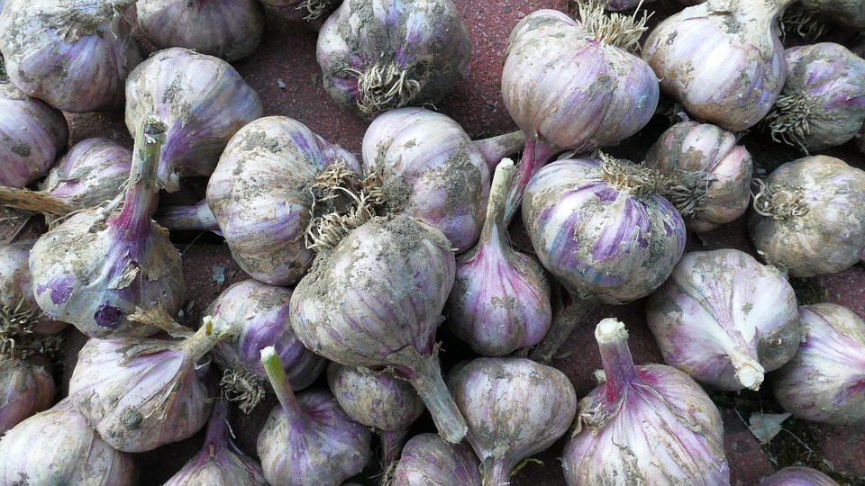 Druhy Cesneku (Počet stroužků, Barva suknic, Barva suknic Bílá, suknic Bílá) Druhy Cesneku